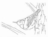 Nuthatch Breasted sketch template