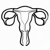 Uterus Organ Iconfinder sketch template