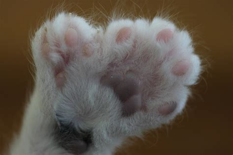 polydactyl cat cat paws pretty cats