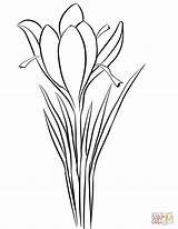 Crocus Saffron Coloring Drawing Pages Sativus Flower Printable Supercoloring Color Drawings Kleurplaten Draw Plant Choose Board sketch template