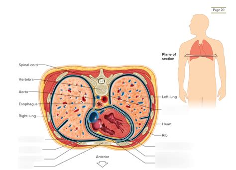 schematic cross section  thorax  code altay  xxx hot girl