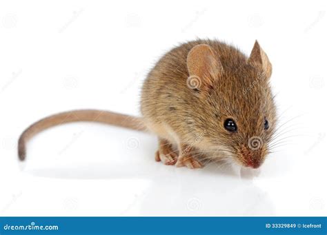 domowa mysz mus musculus obraz stock obraz zlozonej  macro