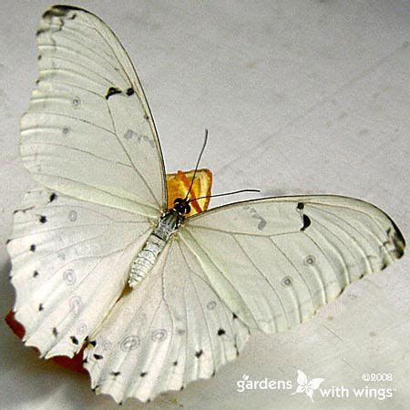 types  white butterflies gardens  wings