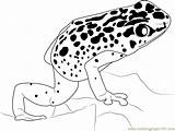 Frog Coloring Dart Poison Blue Pages Drawing Color Coloringpages101 Getdrawings Designlooter Popular sketch template
