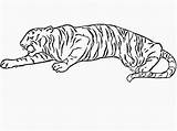 Tiger Coloring Pages Print Printable Tigers Kids Animal Colouring Doodle Realistic Clipart Sabertooth Doodles Library Book Bestcoloringpagesforkids Animals sketch template