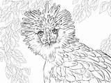 Eagle Coloring Philippine Pages Drawing Philippines Printable Realistic Endangered Portrait Supercoloring Ausmalbilder Animals Color Species Zum Bald Main Malvorlagen Bird sketch template