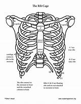 Rib Cage Skeleton Body Parts Human Drawing Bones Anatomy Upper Shoulder Ribs Diagram Ribcage Label Limb Make Model Each Skeletal sketch template