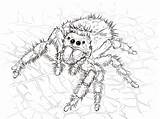 Tarantula Jumping Aranhas Spiders Springspinne Daring Realistic Ragno Trapdoor Bestcoloringpagesforkids Spinnen Spinne Stampare Disegnare Kategorien sketch template
