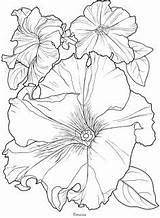 Coloring Pages Drawing Flower Petunia Flowers Book Printable Drawings Painting Printables Outline Color Sketch Adults Sheets Close Watercolor Floral Line sketch template