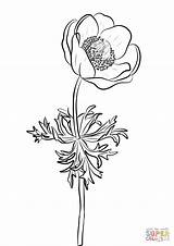 Anemone Flower Coloring Drawing Pages Printable Dot Colorings Coloringbay Getdrawings Categories sketch template