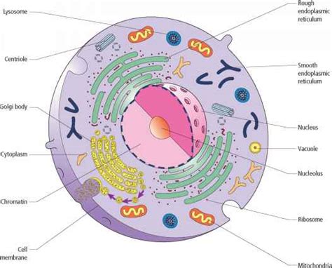 parts   cells structure anatomy  physiology