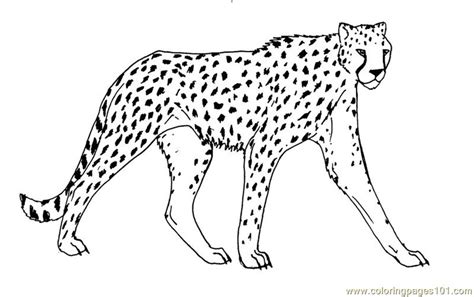 coloring pages cheetah animals cheetah  printable coloring
