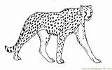 Cheetah Coloring Pages Printable Big Drawing Cat Outline Color Animals Face Coloriage Sheet Guepard Colouring Imprimer Animal Print Template Online sketch template