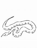 Boa Constrictor Serpiente Constrictora Ausmalbild Categorías sketch template