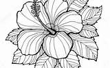 Hibiscus Line Drawing Flower Coloring Getdrawings Pages Kids sketch template