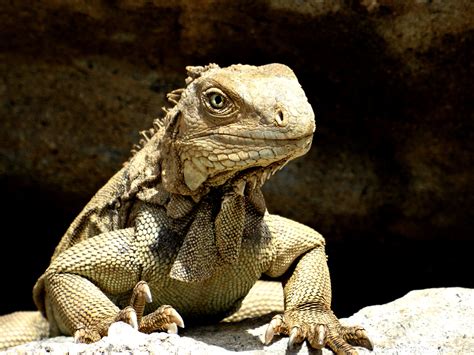 Free Images Wildlife Scale Iguana Fauna Lizard Claw Head