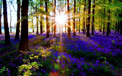 forest sun rays wallpapers wallpaper cave