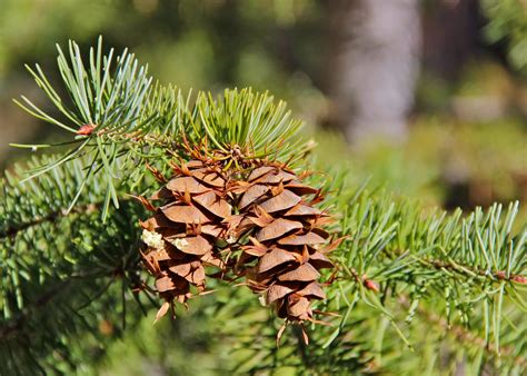 company  plants  rocks death destruction douglas fir