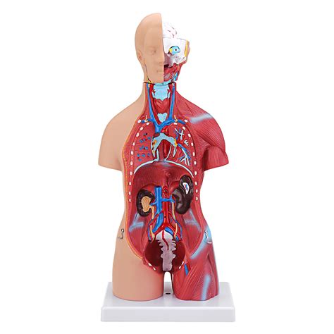 Science And Nature 55cm Human Anatomy Unisex Torso Assembly Visceral
