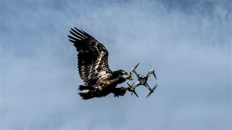 dutch firm trains eagles    high tech prey drones   york times