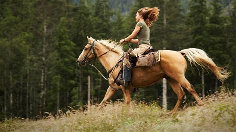 riding horse  called  essential equestrian terms