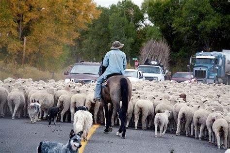 herding sheep photograph  jim west