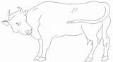 2d Cow Animal Drawings Dwg Elevation Cattle  Block Cadbull Description sketch template