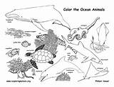 Coloring Animals Ocean Habitat Pages Animal Drawing Sea Forest Habitats Printable Diorama Nature Activity Sheets Pdf Print Food Chain Kids sketch template