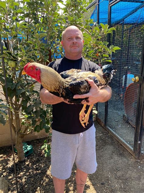 indio gigante chicken hatching eggs clap  long farms  ebay
