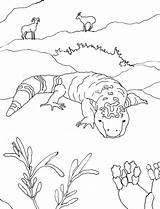 Desert Animals Coloring Gila Monster Drawing Pages Drawings Printable Sonoran Easy Books Oasis Getdrawings Sketch Paintingvalley Science Caroline Arnold Designlooter sketch template