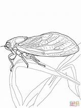 Cicada Coloring Pages Printable Animals Color Supercoloring Painting Other Click Preschoolcrafts sketch template