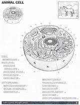 Cell Juliajasmine Biologycorner sketch template