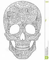 Adulti Cranio Vettore Coloritura sketch template