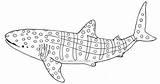 Whale Coloring Shark Pages Printable Sharks sketch template