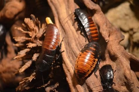 4 signs you have a cockroach infestation in phoenix arizona