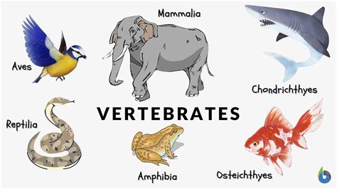 kingdom animalia definition  examples biology  dictionary