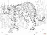 Ausmalbilder Ausmalbild Supercoloring Safari Malvorlage Leopards Coloringhome Leopardo Caracal Skip sketch template