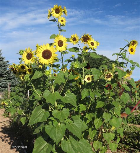 wandering botanist plant story  prairie sunflower helianthus petiolaris