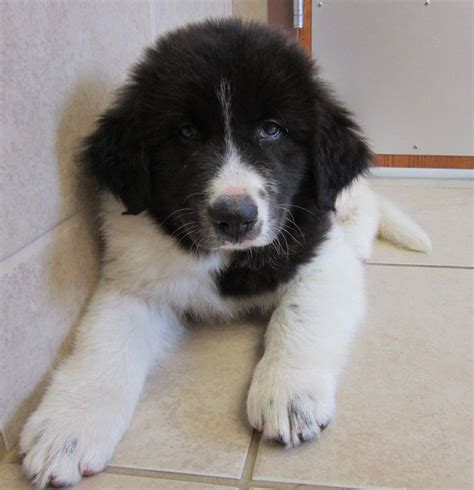 sweetie  great pyrenees mix puppy great pyrenees puppies animals