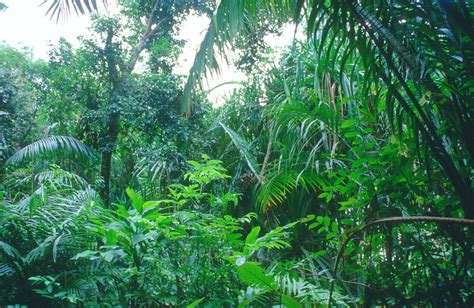 biomea tropical rain forest