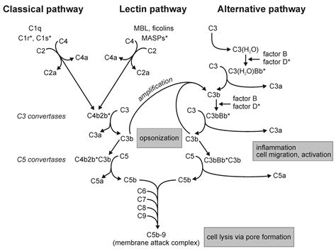 complement pathways types functions regulation microbe