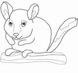 Chinchilla Coloring Pages Chinchillas Branch Sits Print Template Tailed Long Printable Kids Categories sketch template