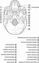 Skull Inferior Anatomy External Dental Head Neck Surface Figure Pocketdentistry sketch template