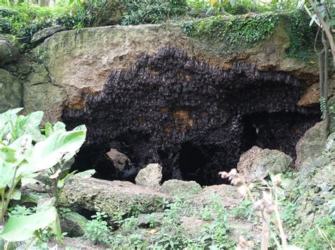 monfort bat cave sanctuary  samal island philippines lifestyle news