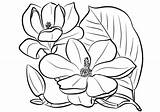 Magnolia Colorare Grandiflora Disegni Outline Disegnare Immagini Supercoloring Bambini sketch template