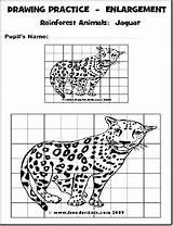 Grid Drawing Worksheets Enlargement Animals Kids Printables Drawings Practice Using Enlarging Animal Rainforest Draw Worksheet Enlarge School Handouts Plans Printable sketch template