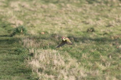 incredible photo shows a weasel riding a woodpecker