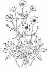 Jaskier Acris Buttercup Ranunculus Butterblume Kolorowanka Supercoloring Ostry Bouton Kolorowanki Ranuncolo Ausmalbild Malvorlagen Ausdrucken sketch template