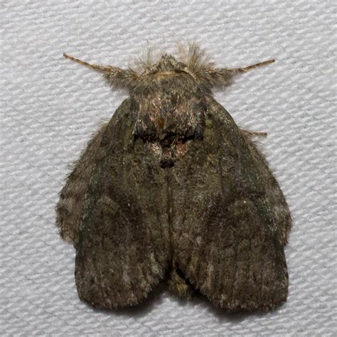 maryland biodiversity project saddled prominent moth cecrita guttivitta
