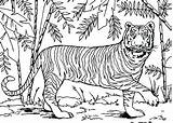 Coloring Pages Tiger Forest Animals Rainforest Asian Bamboo Color Tropical Outline Drawing Print Deciduous Printable Tigers Animal Online Fire Getcolorings sketch template